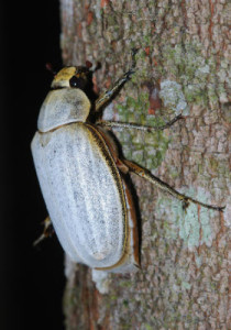 माजुली में पाया जाने वाला गुबरैला